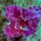 Leaf Scorpionfish